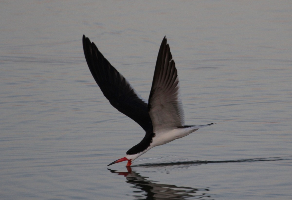 Black Skimmer - ML317517821