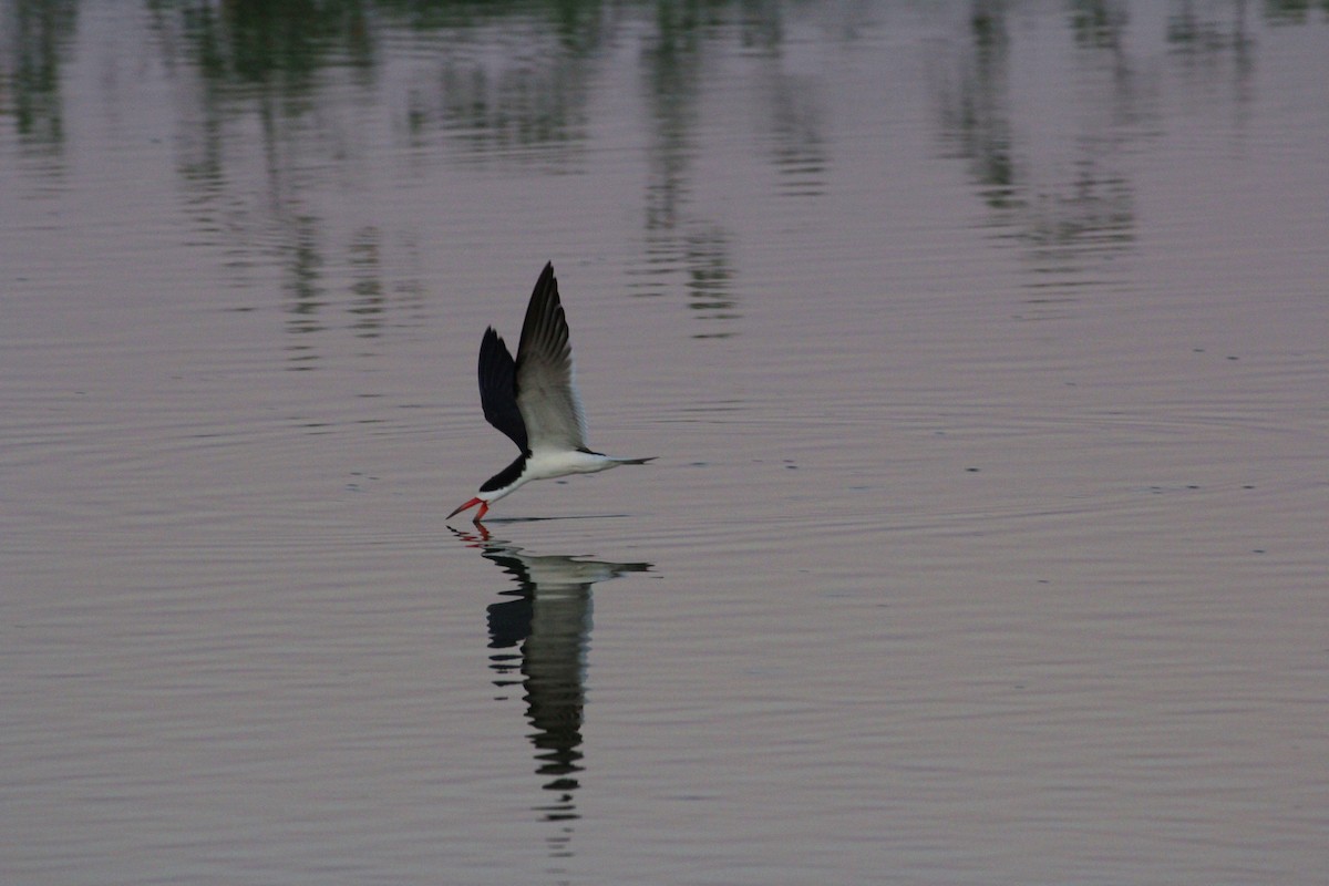 Black Skimmer - Pedro Plans