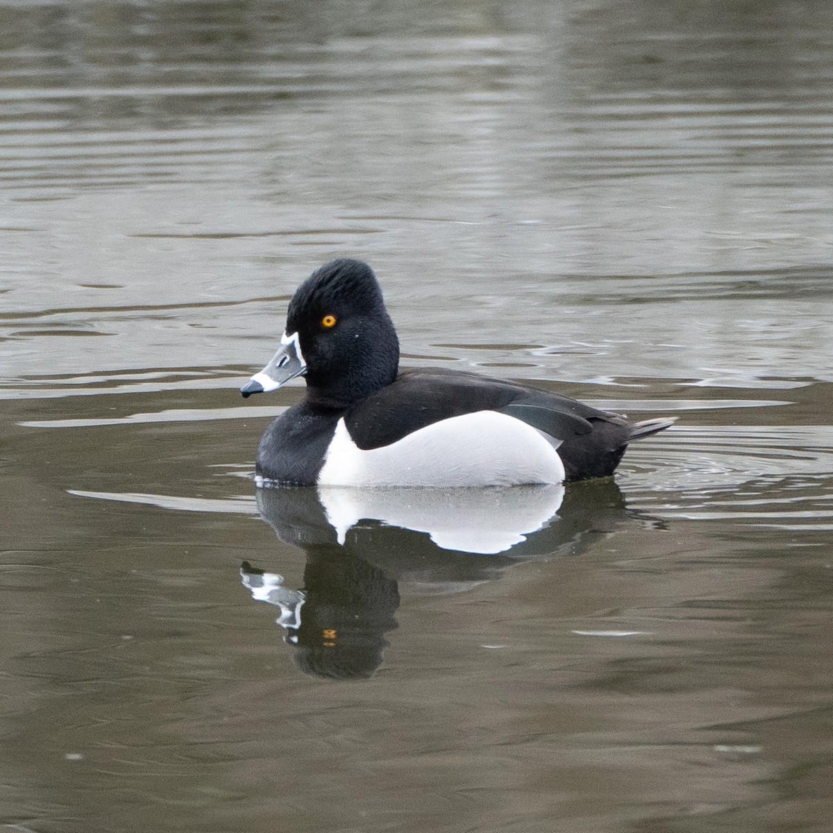 Ring-necked Duck - ML317518491