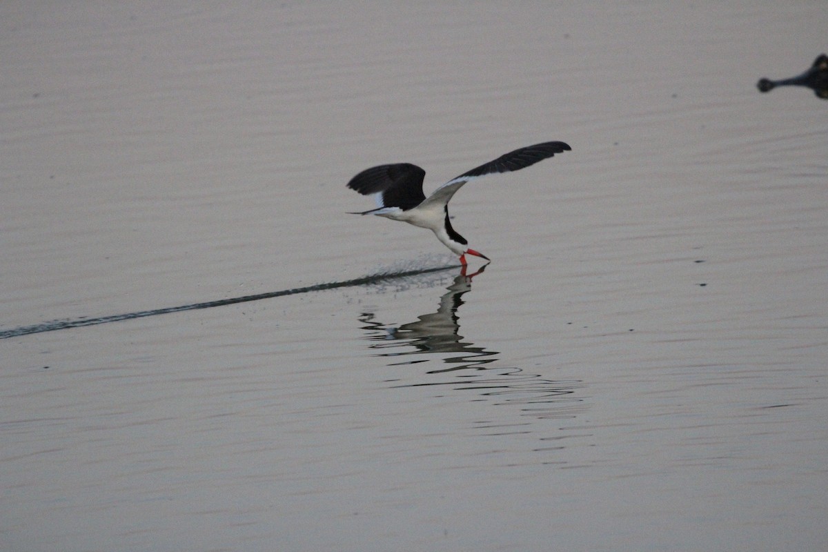 Black Skimmer - ML317518691