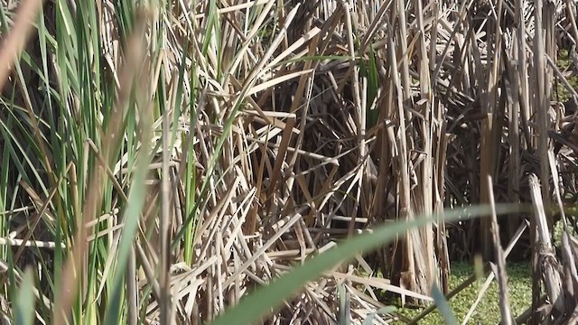 Rufous-sided Crake - ML317519601
