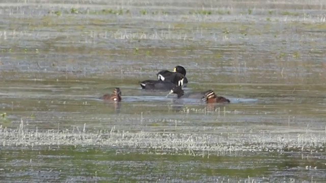 Masked Duck - ML317519671