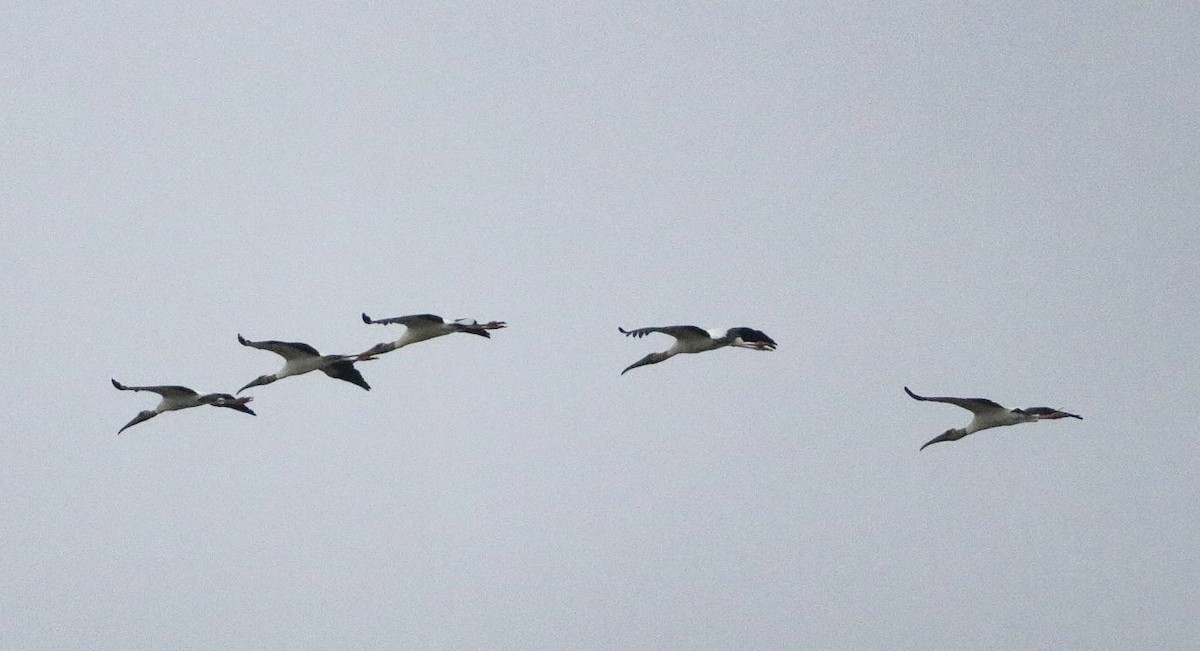 Wood Stork - Jennifer Core