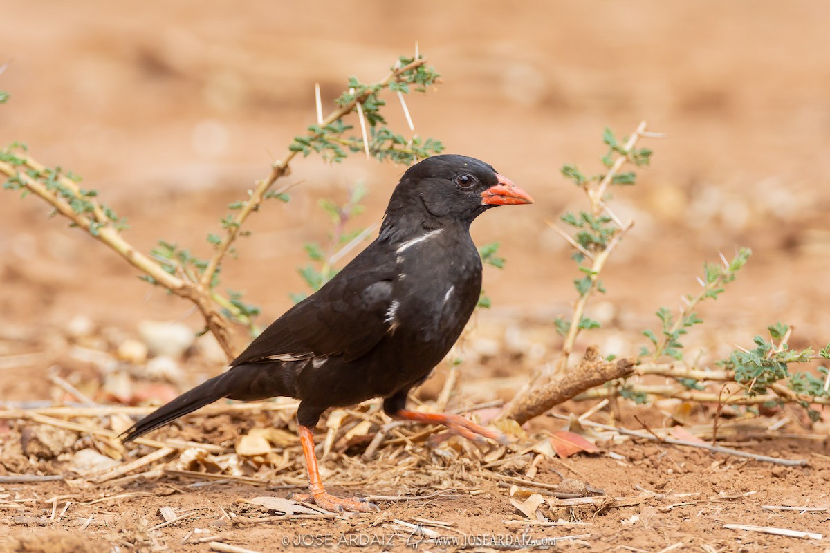 Red-billed Buffalo-Weaver - José Ardaiz Ganuza