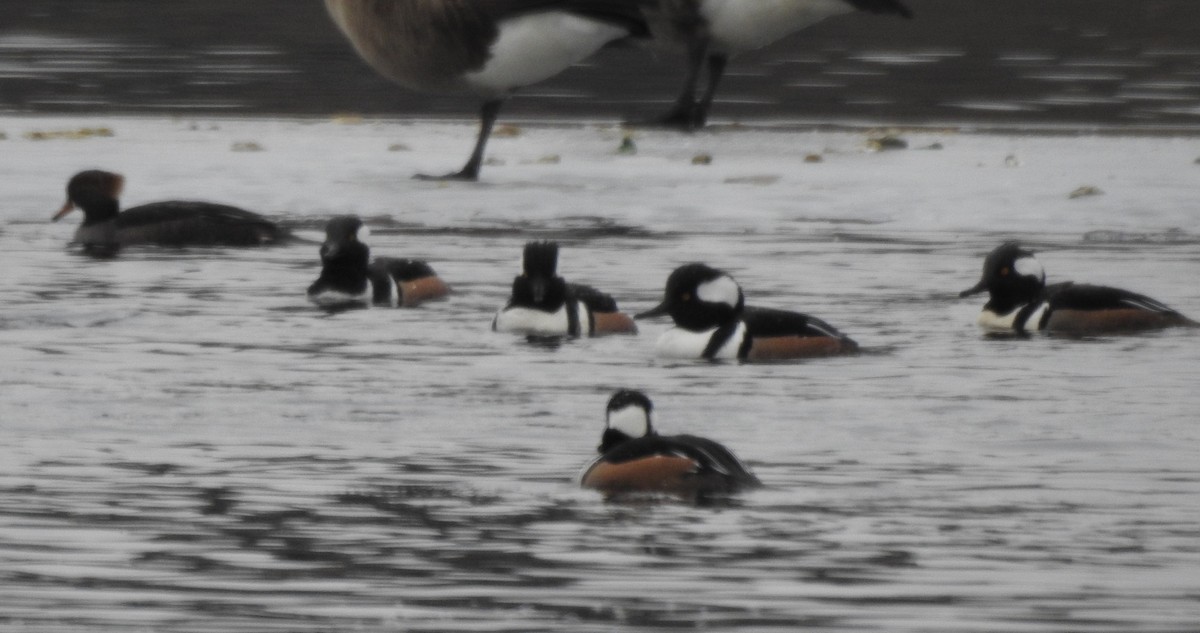 Hooded Merganser - Dave Milsom