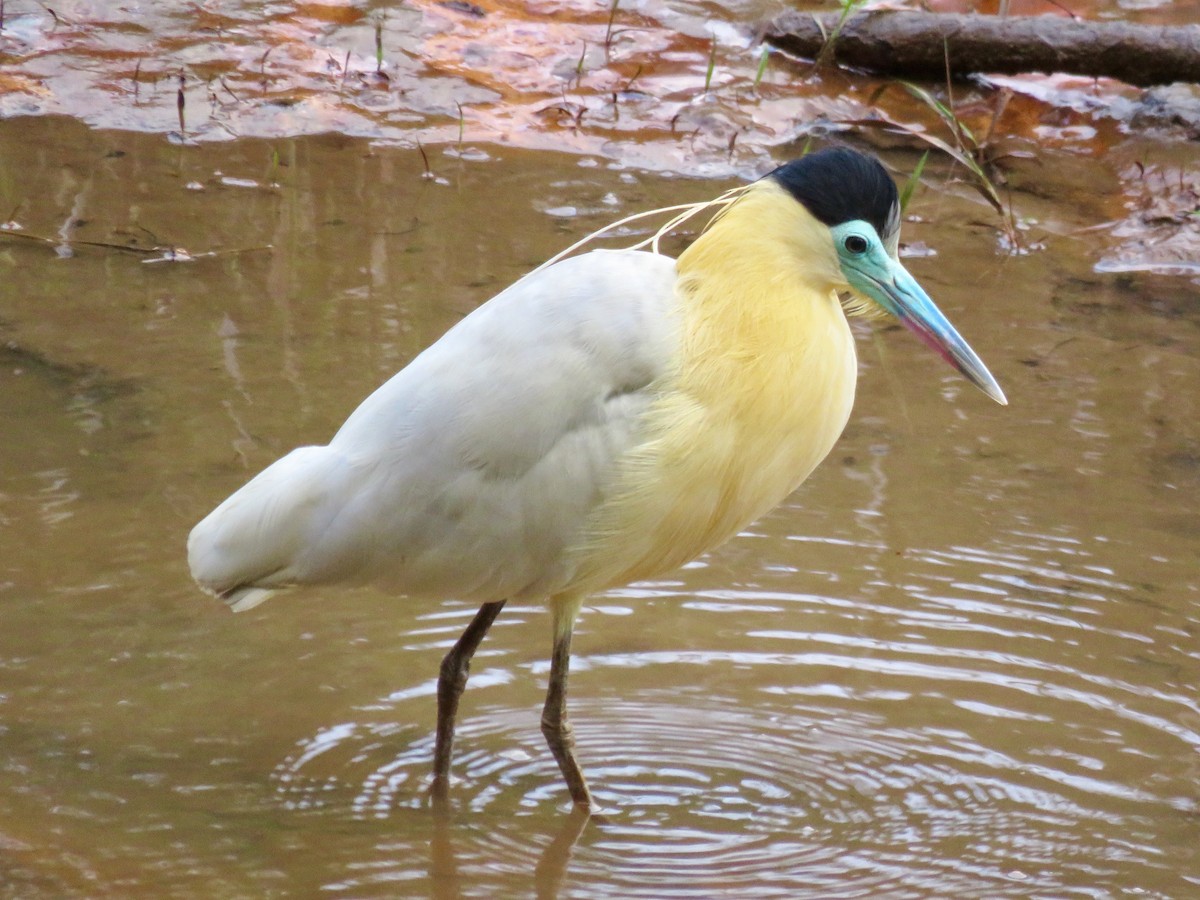 Capped Heron - Mateo Bohringer