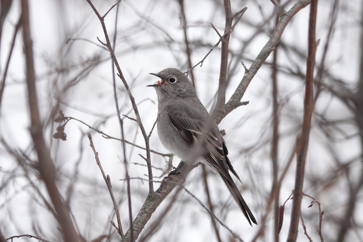 Townsend's Solitaire - Wayne Humphries