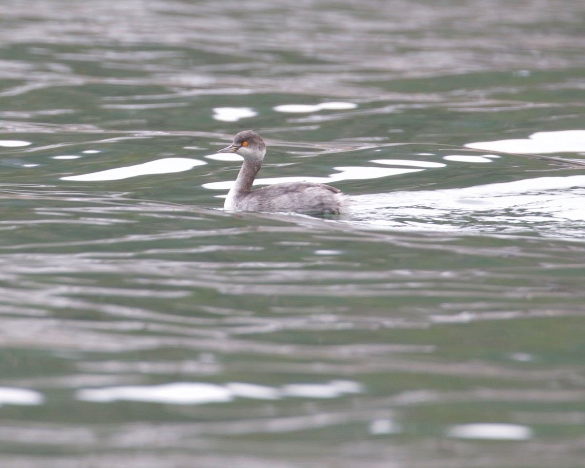 Eared Grebe - ML317525951