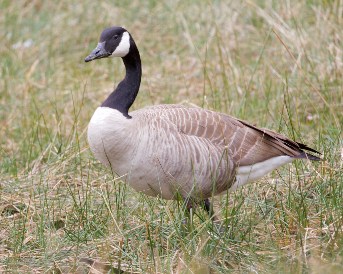 Canada Goose - ML317525971