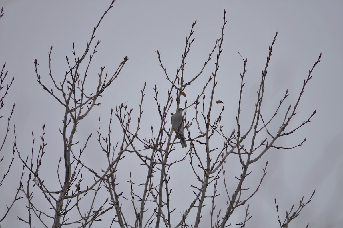 Townsend's Solitaire - Wayne Humphries