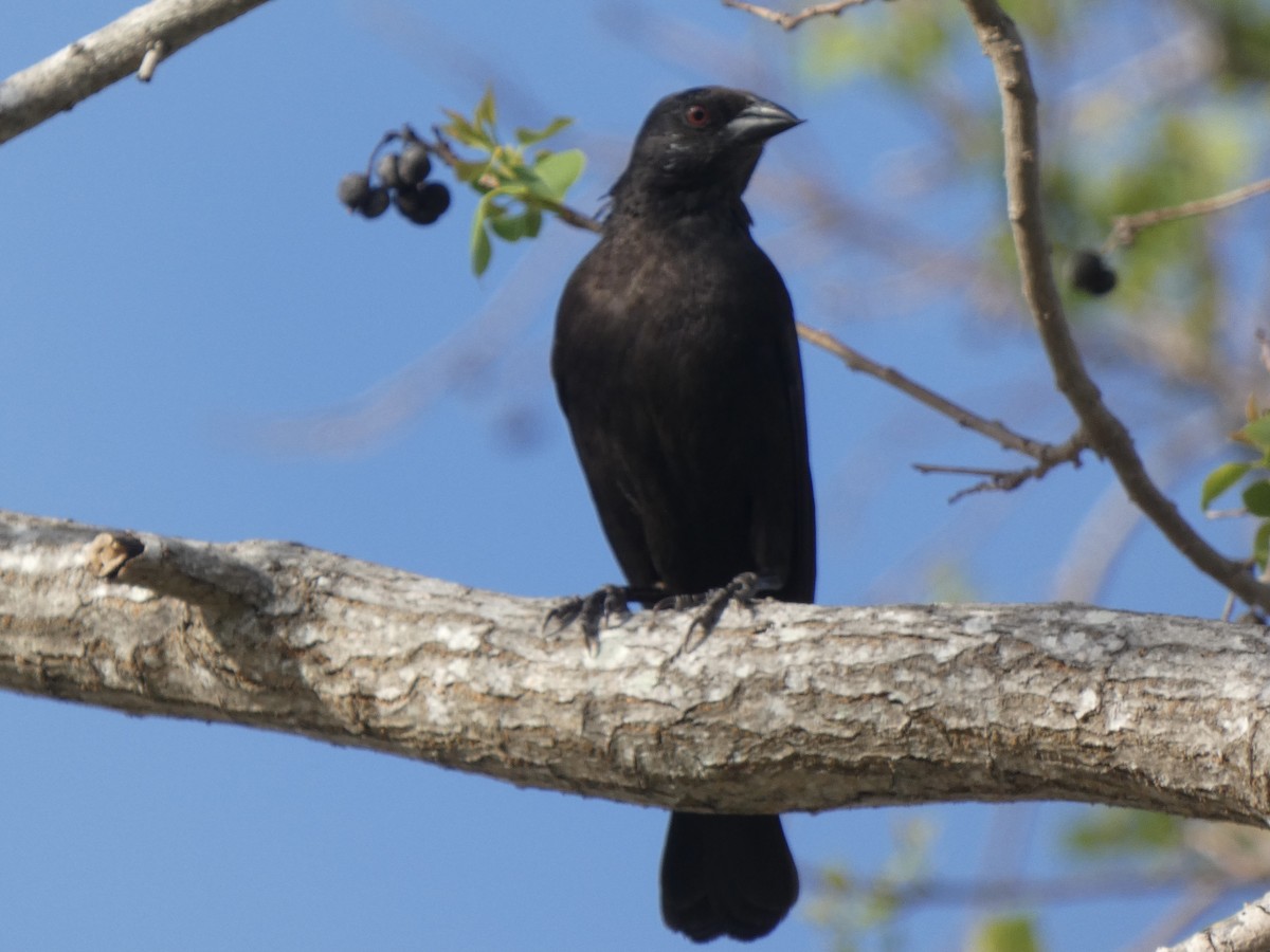 Bronzed Cowbird - Eric Plage