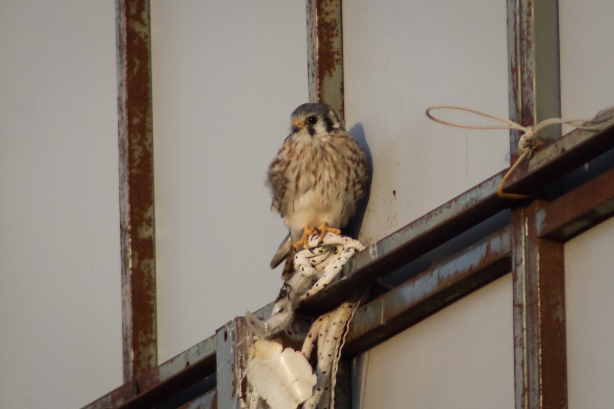 American Kestrel - ML317530431
