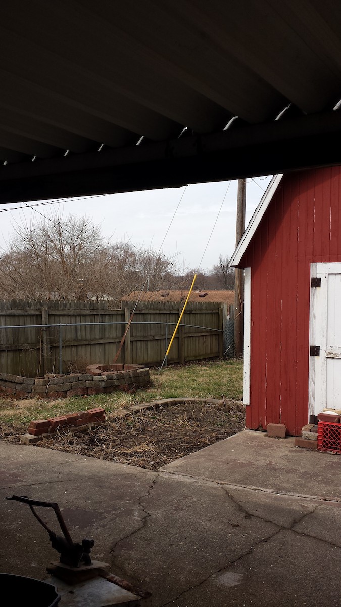 Cooper's Hawk - ML317531311