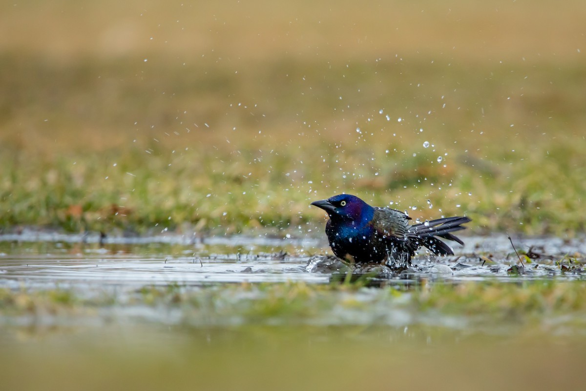 Common Grackle - ML317531591