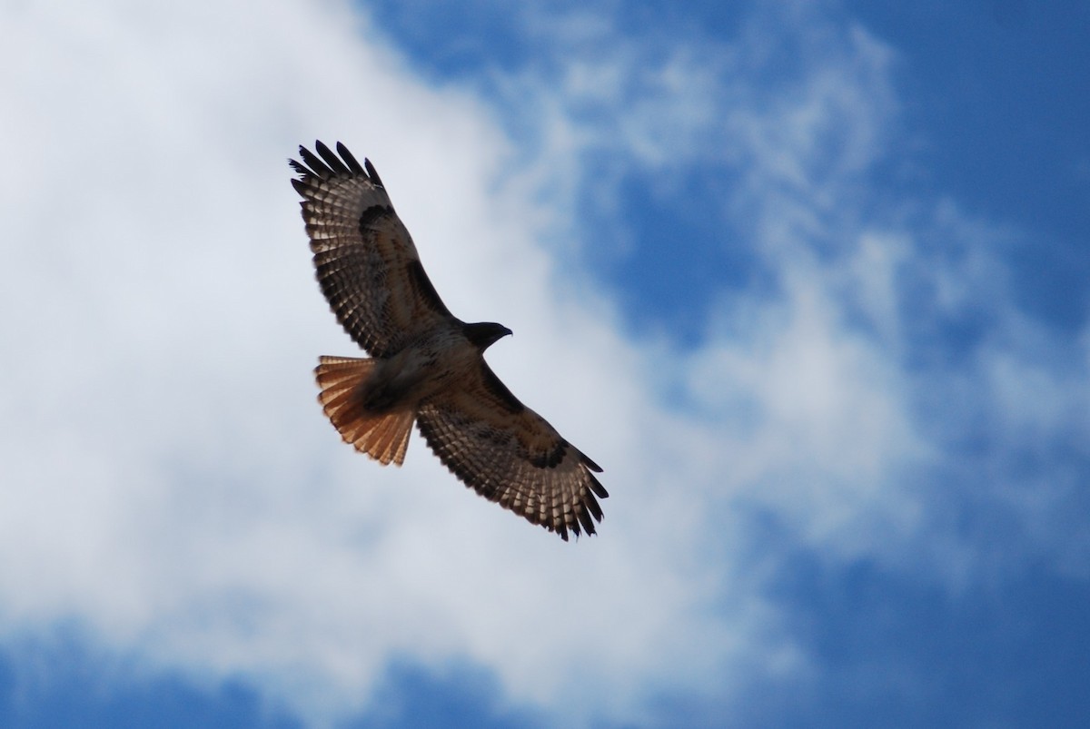 Red-tailed Hawk - ML317532841
