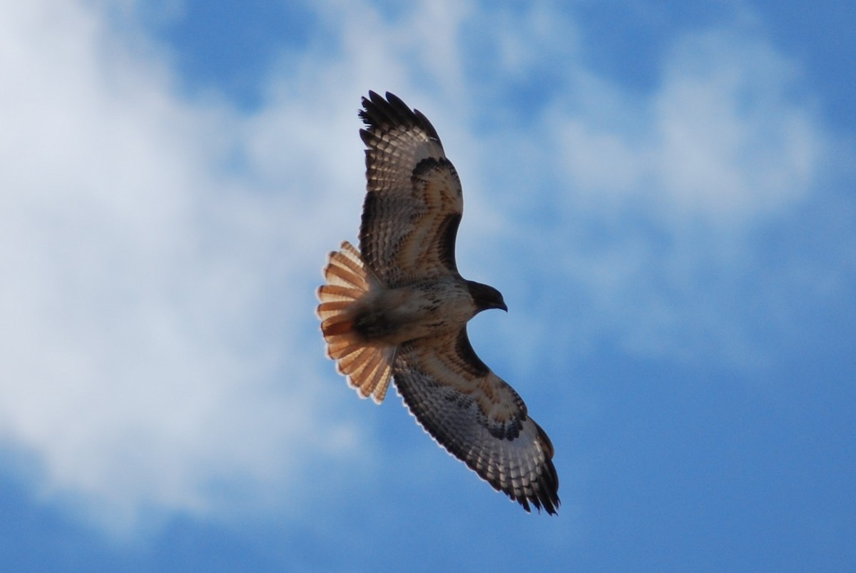 Red-tailed Hawk - ML317532881