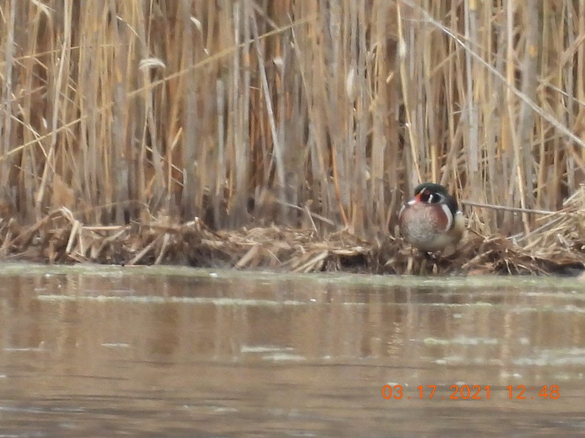 Wood Duck - ML317533441