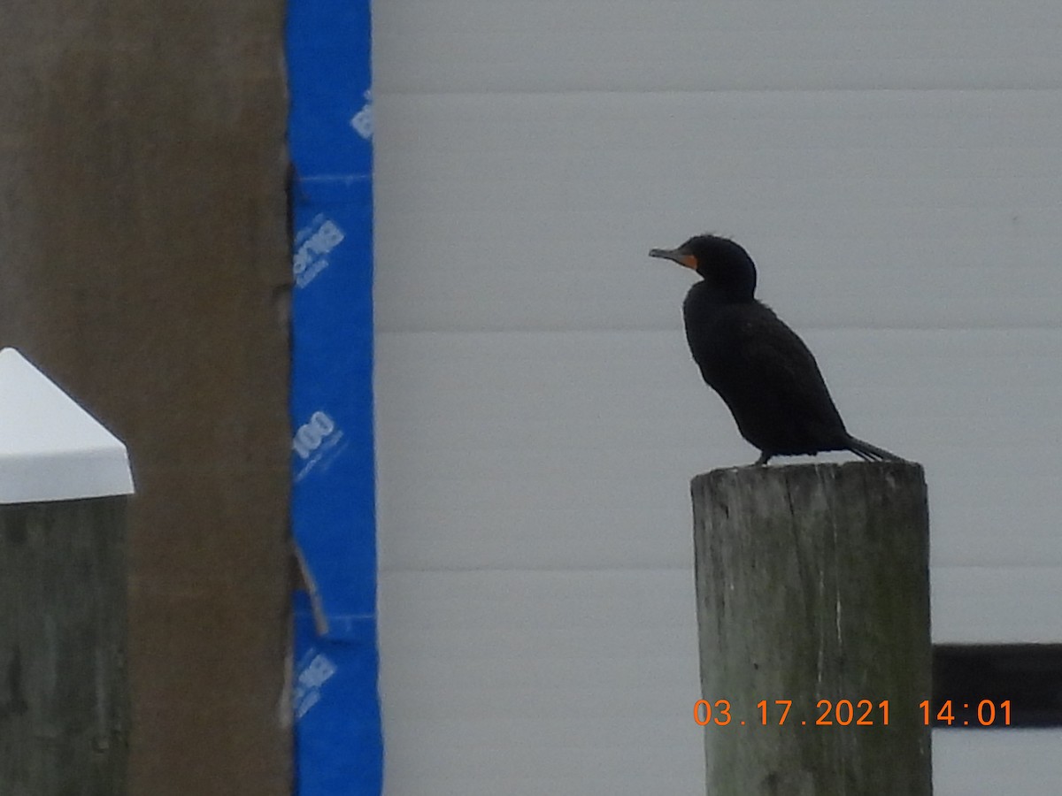 Double-crested Cormorant - ML317533911