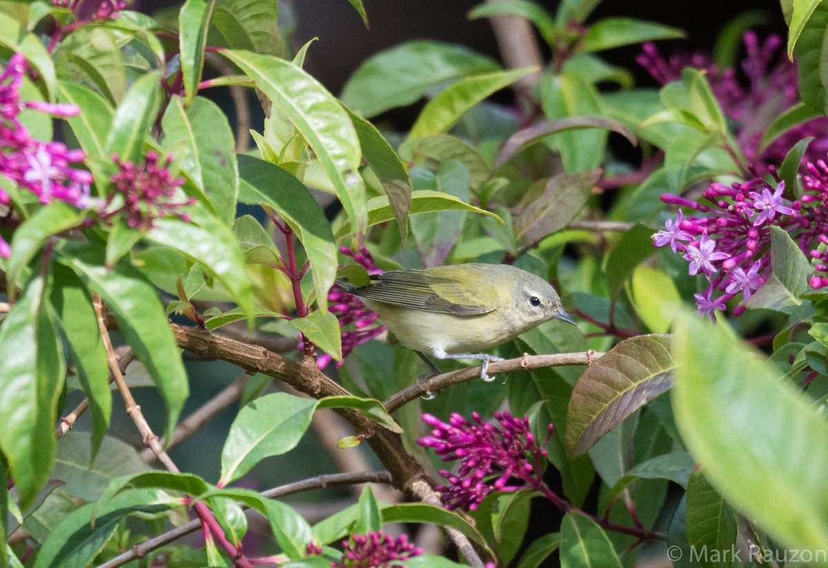 Tennessee Warbler - ML317534371