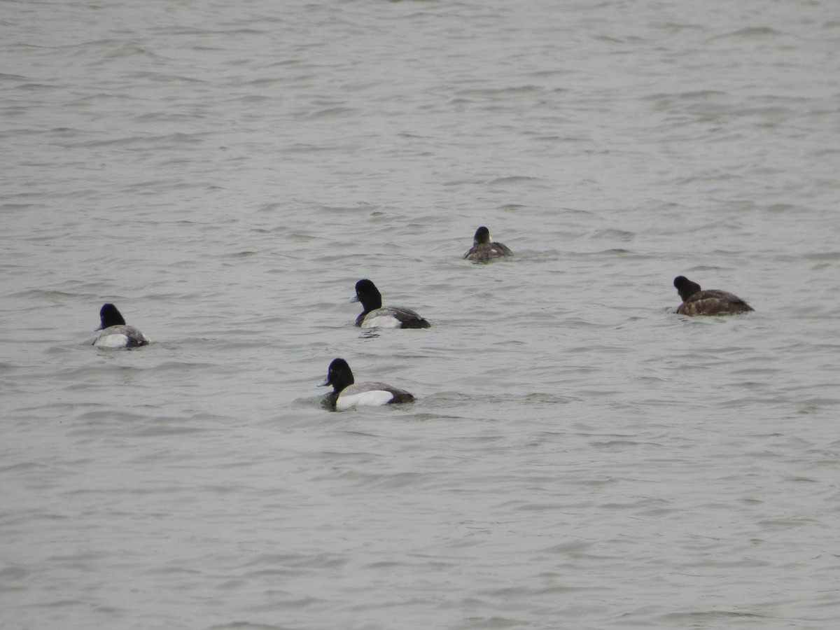 Lesser Scaup - ML317534821