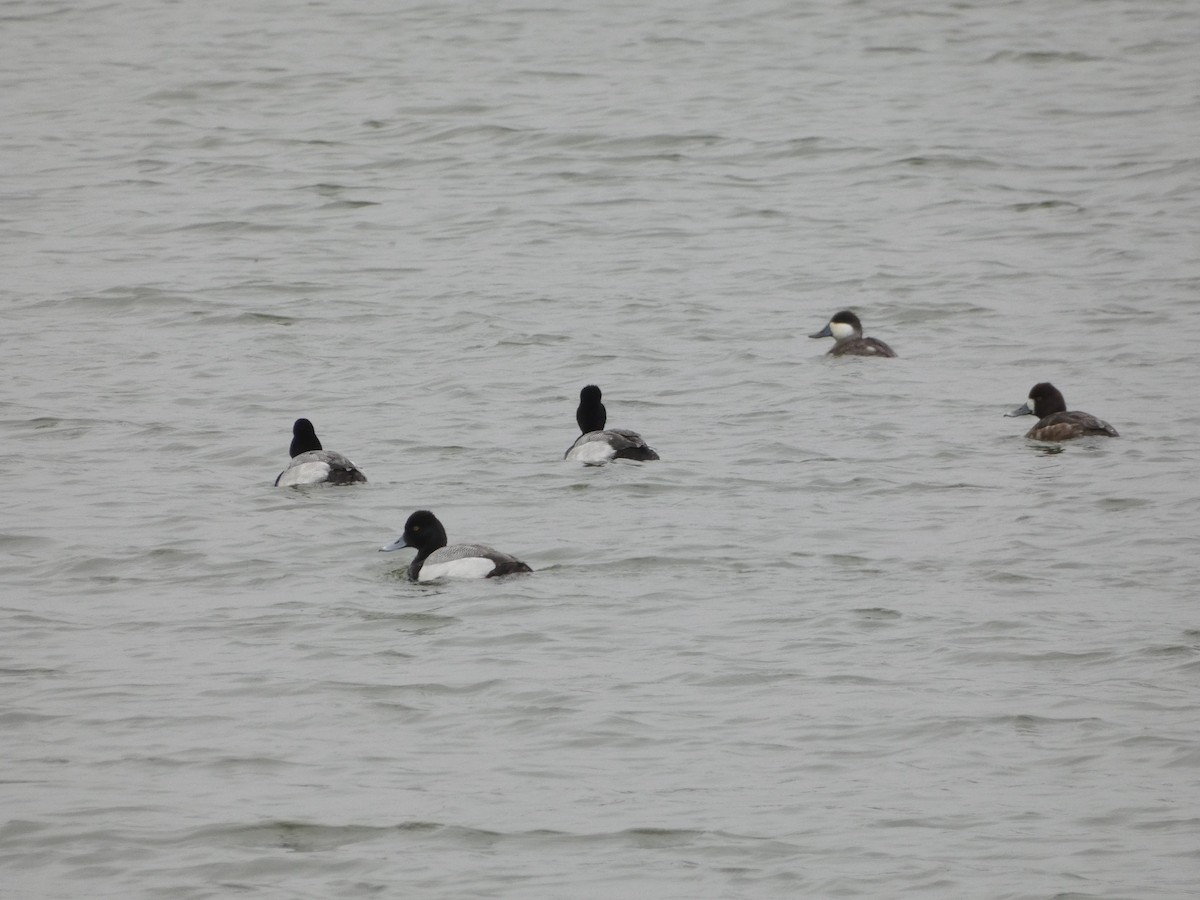 Lesser Scaup - ML317534891