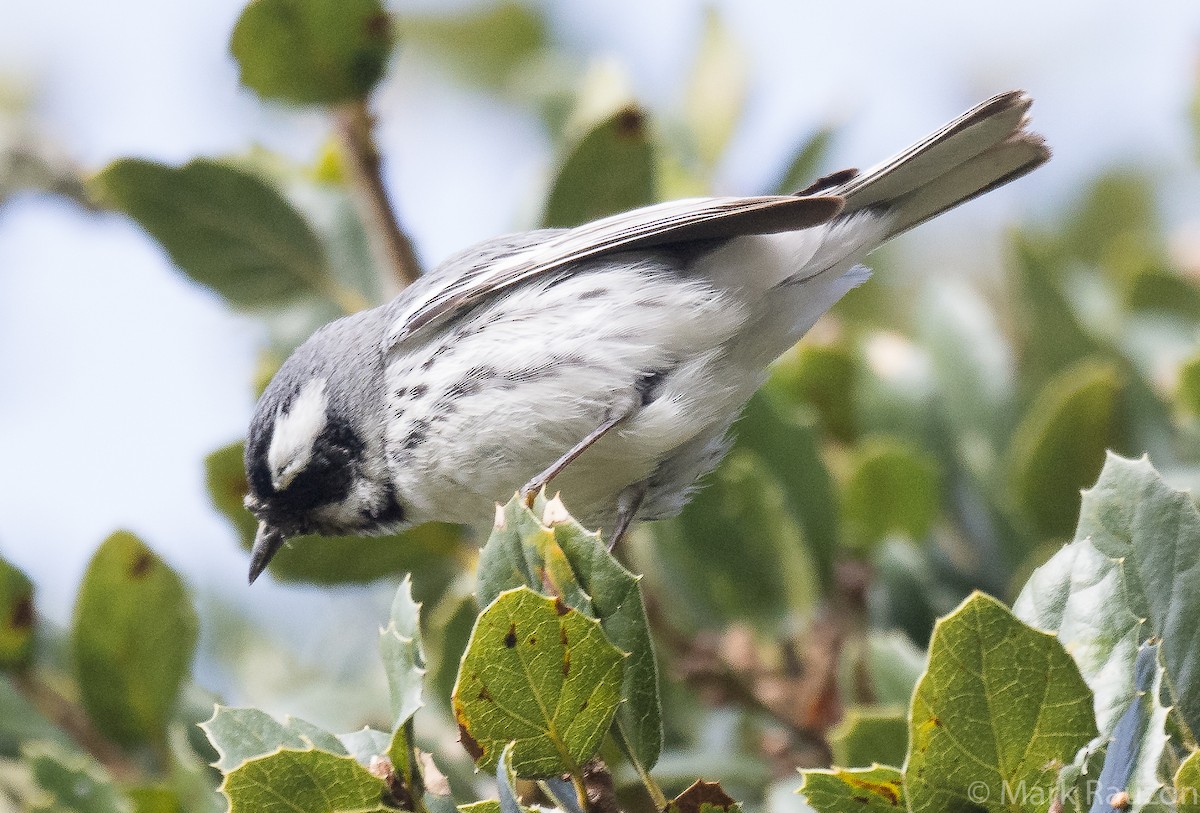 Black-throated Gray Warbler - Mark Rauzon