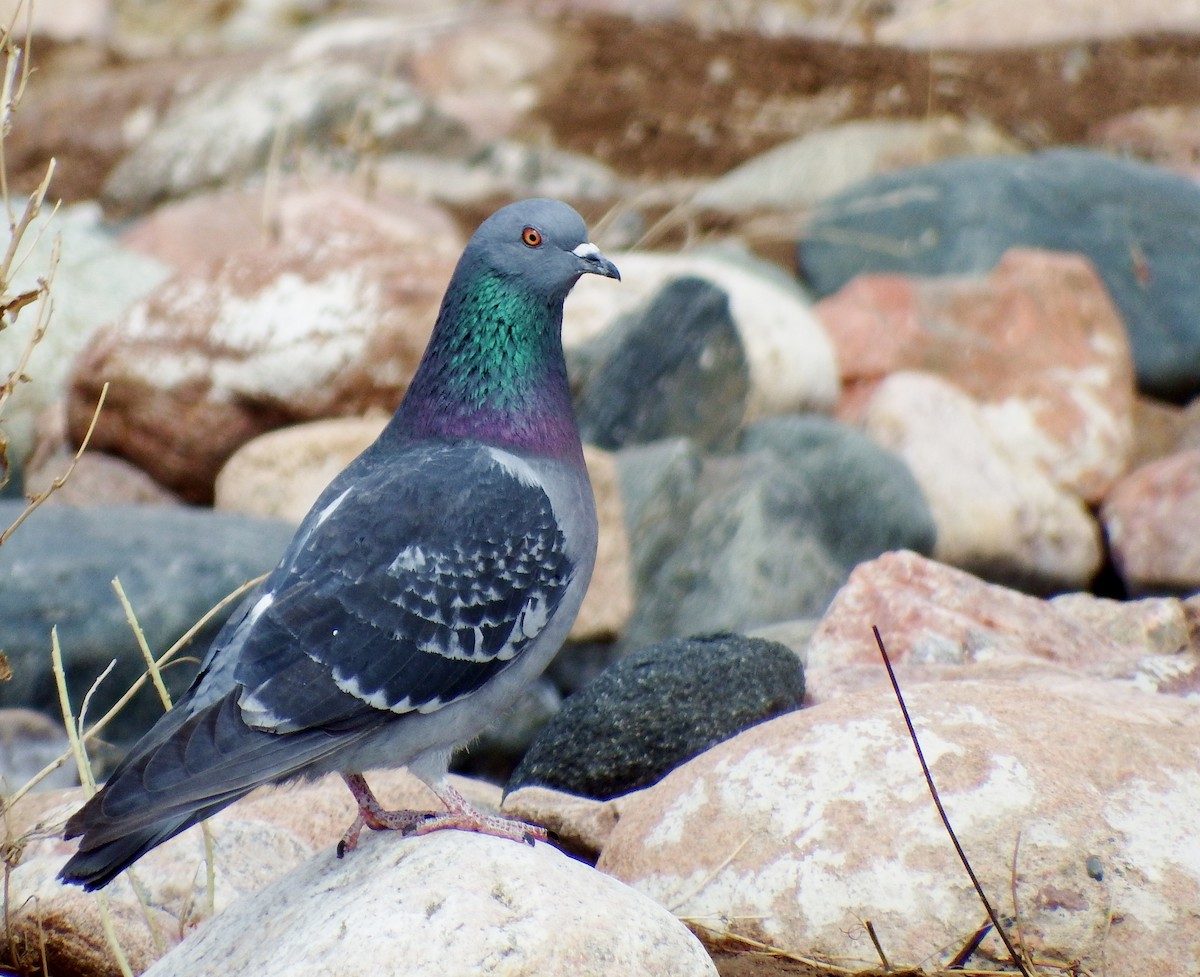 Rock Pigeon (Feral Pigeon) - ML317536721