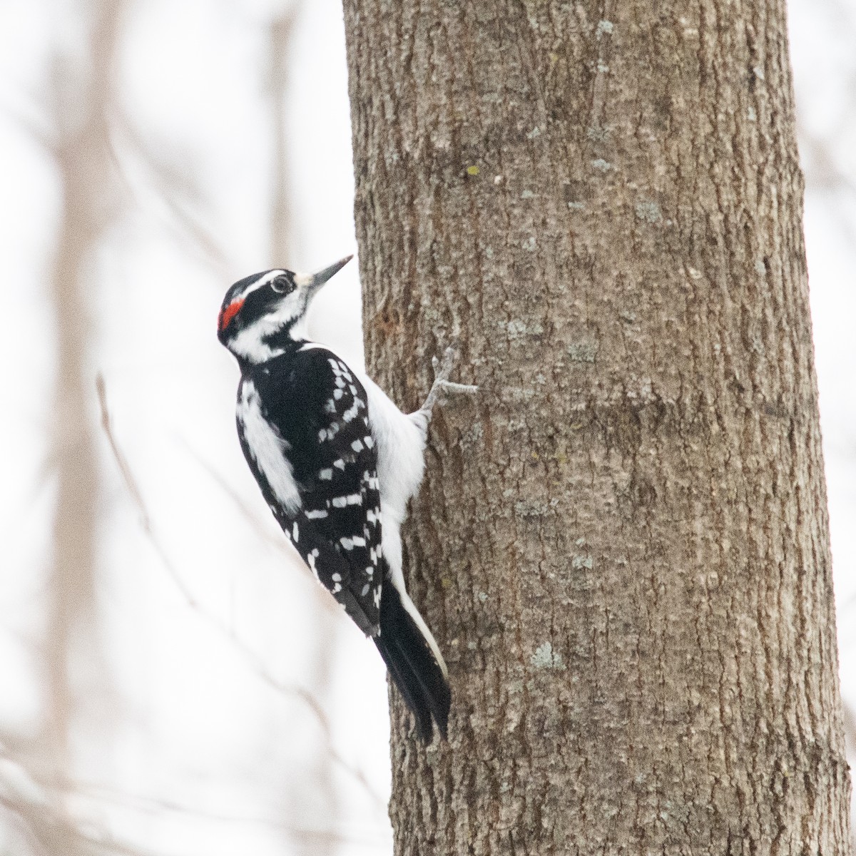 Hairy Woodpecker - ML317537541