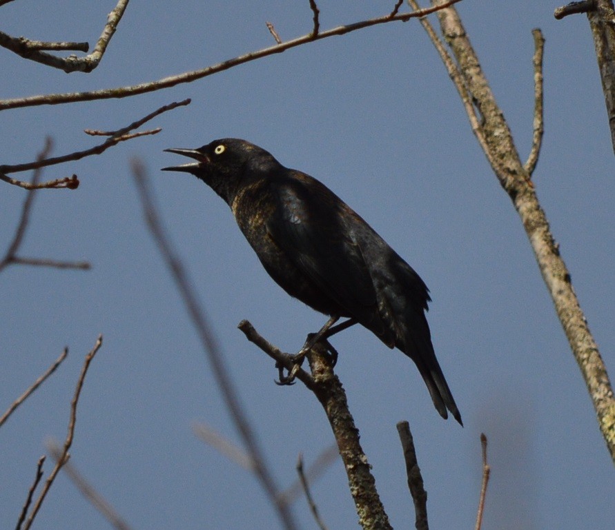 Rusty Blackbird - ML317540151