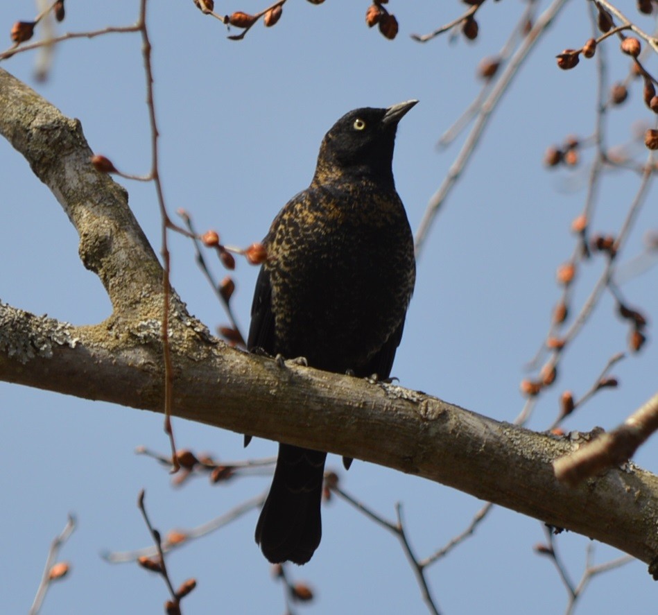 Rusty Blackbird - ML317540231