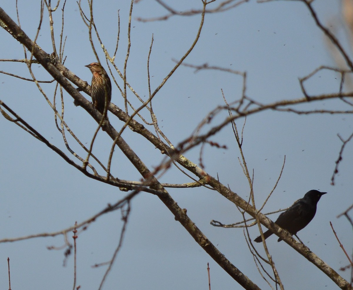 Rusty Blackbird - ML317540241