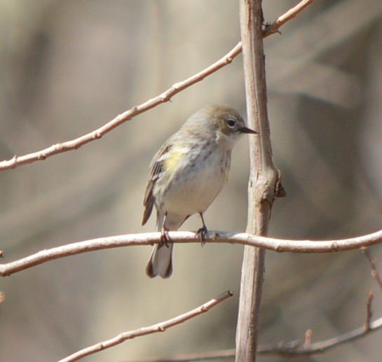 Yellow-rumped Warbler - ML317540301