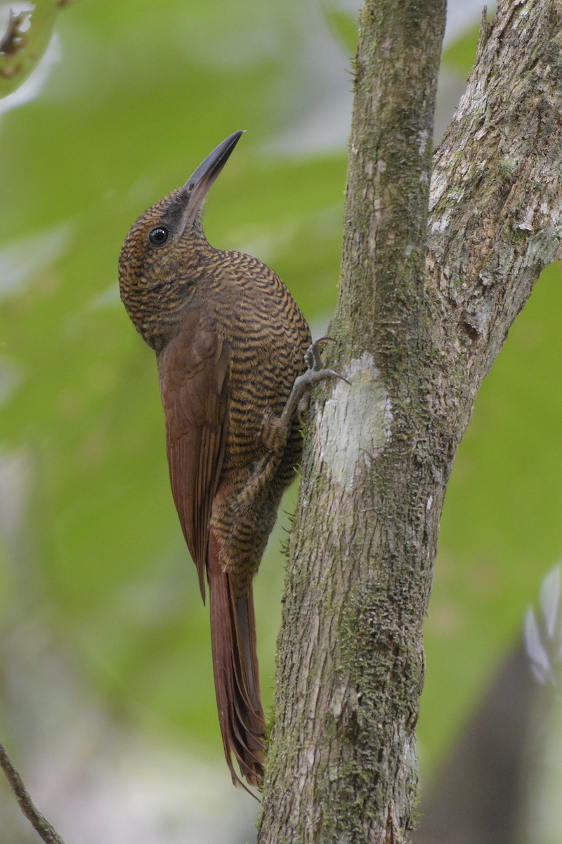 Northern Barred-Woodcreeper - Carlos Echeverría