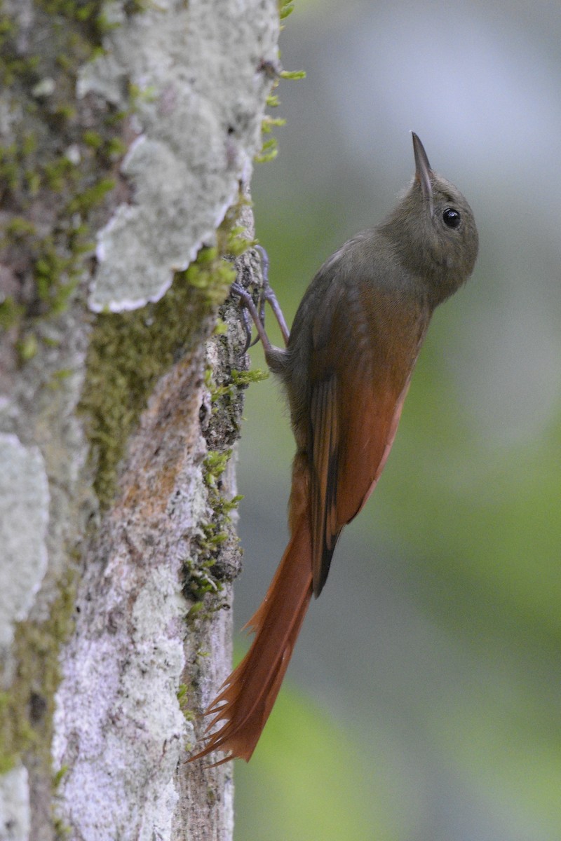 Olivaceous Woodcreeper - ML317543821