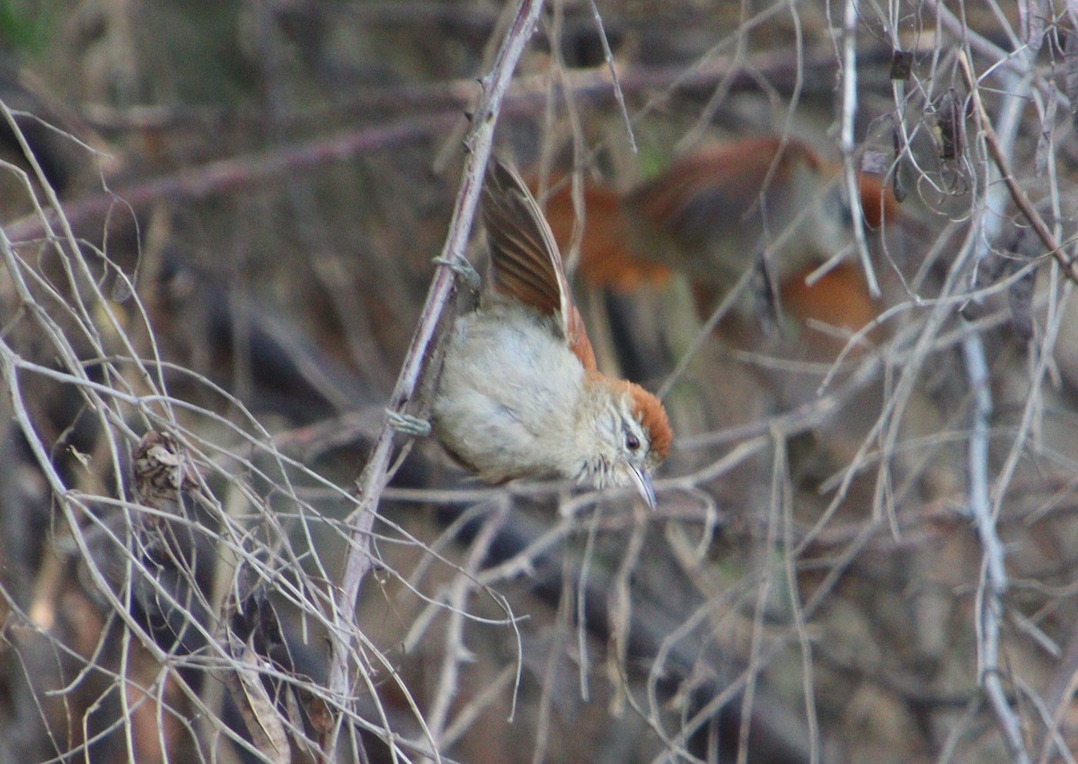 Rusty-backed Spinetail - ML317544831