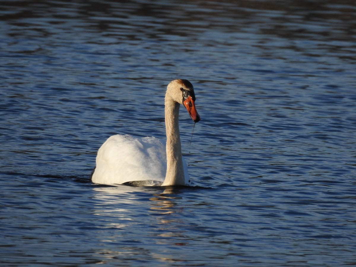 Mute Swan - Ken Limmer