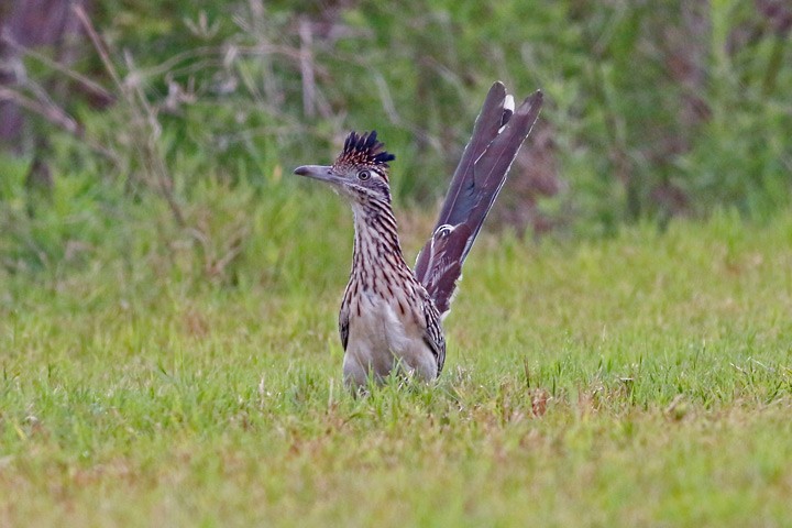 Greater Roadrunner - Kris Petersen