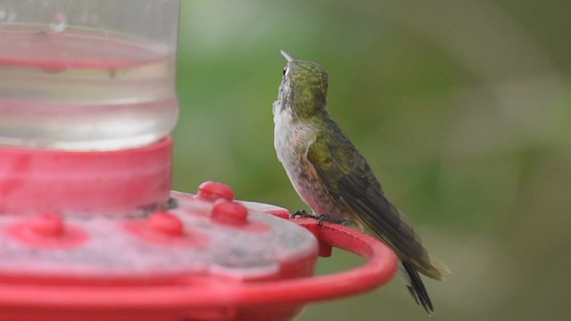 Colibrí Coliancho - ML317547801