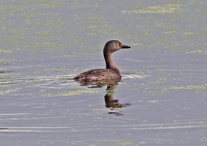 Schwarzkopf-Zwergtaucher - ML31754781