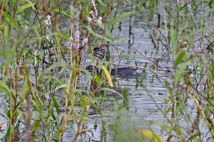 Pied-billed Grebe - Kris Petersen