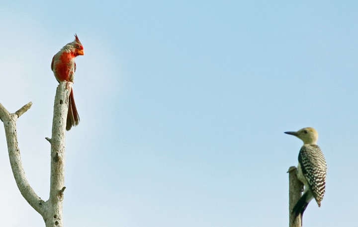 Golden-fronted Woodpecker - Kris Petersen