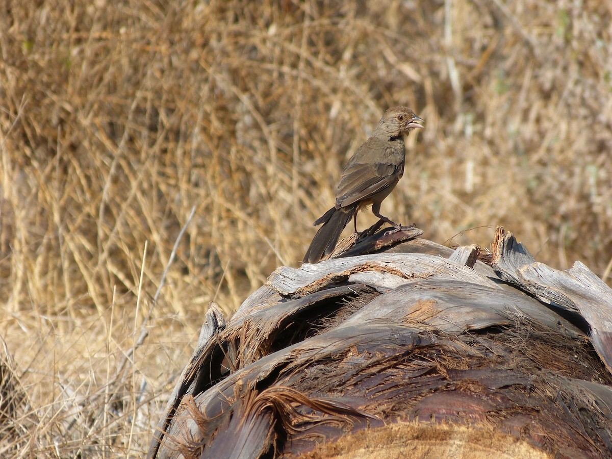 California Towhee - M Kwan