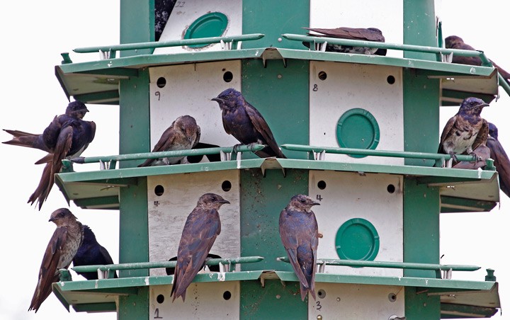 Purple Martin - Kris Petersen