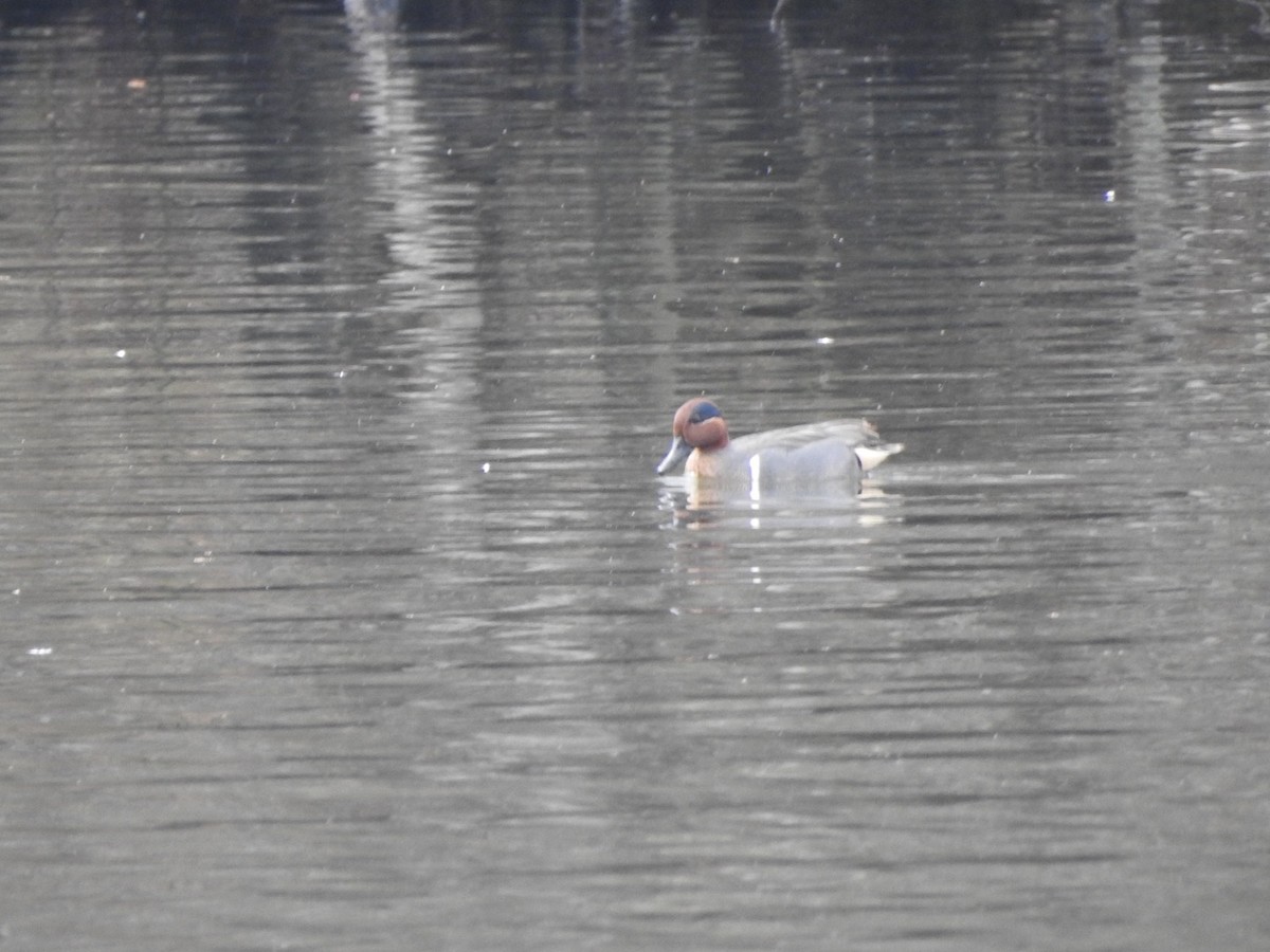 Green-winged Teal - Bill Hooker