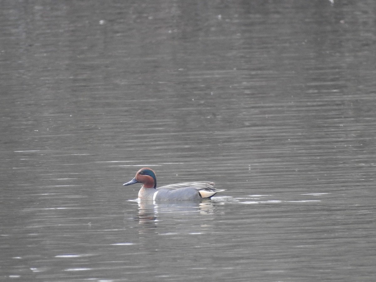 Green-winged Teal - Bill Hooker