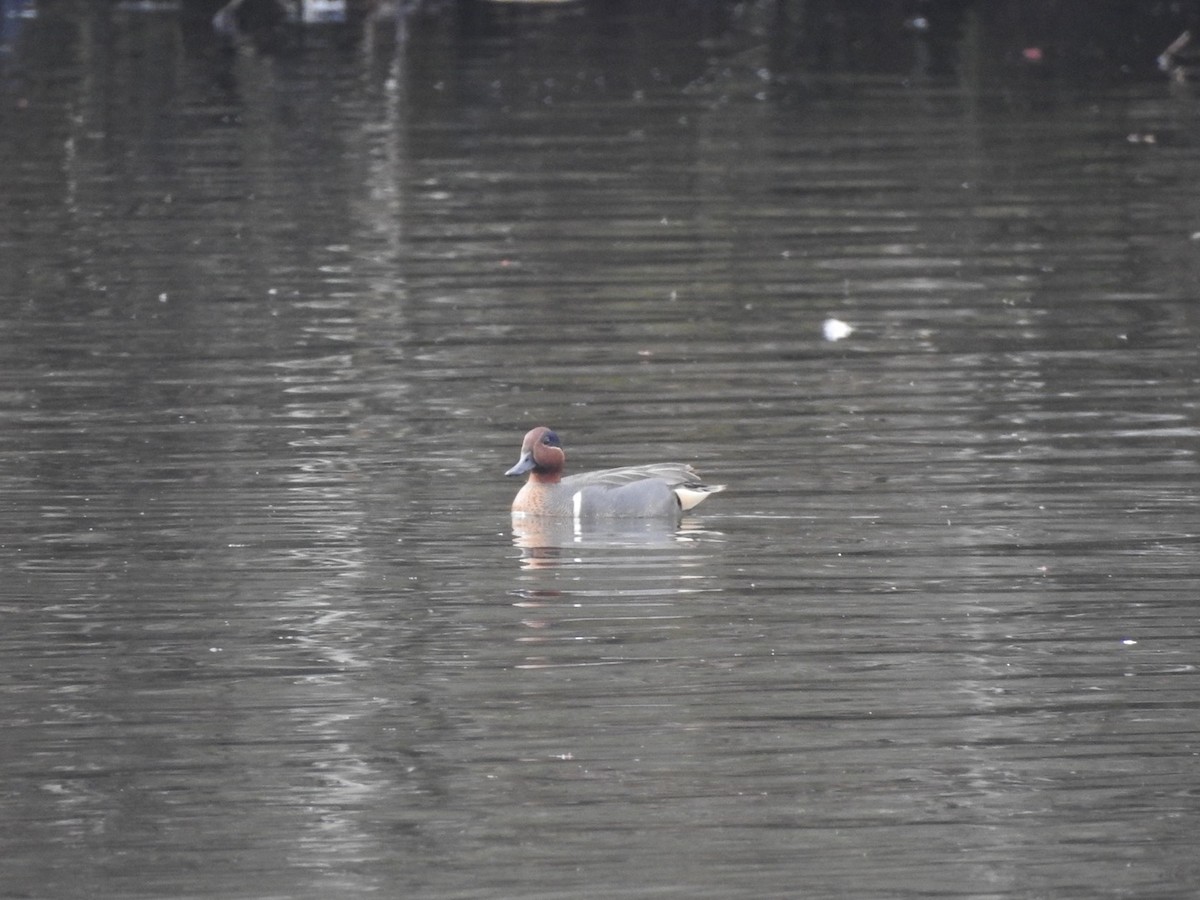 Green-winged Teal - ML317555031