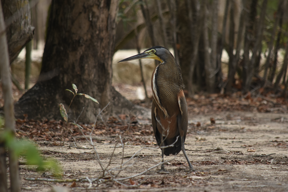 Bare-throated Tiger-Heron - ML317555211