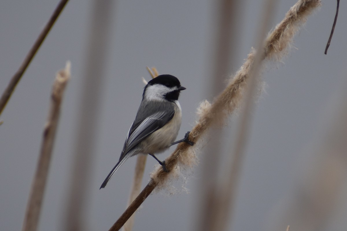 Black-capped Chickadee - ML317556411