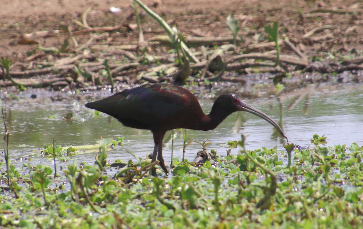 ibis americký - ML317556681