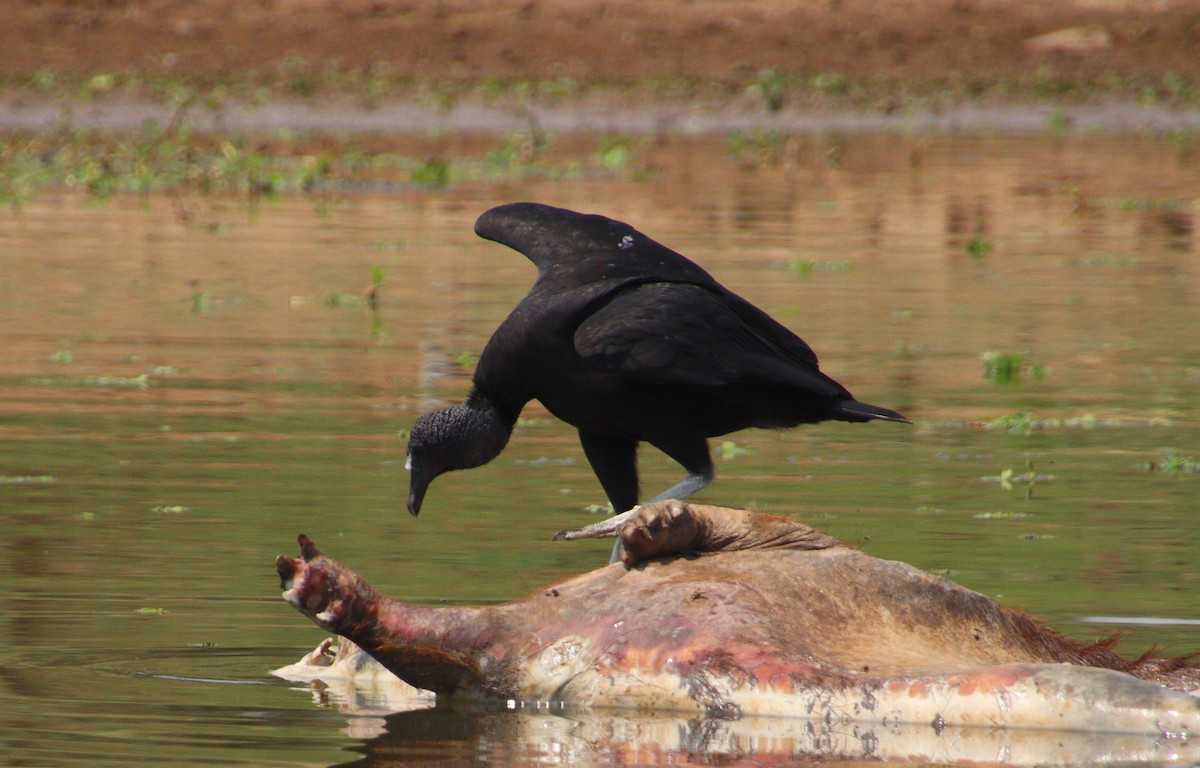 Black Vulture - ML317557671